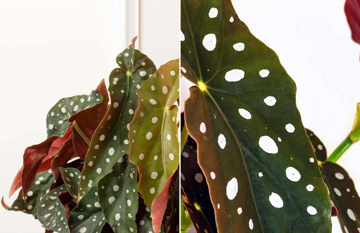 Begonia Plant Care Guide