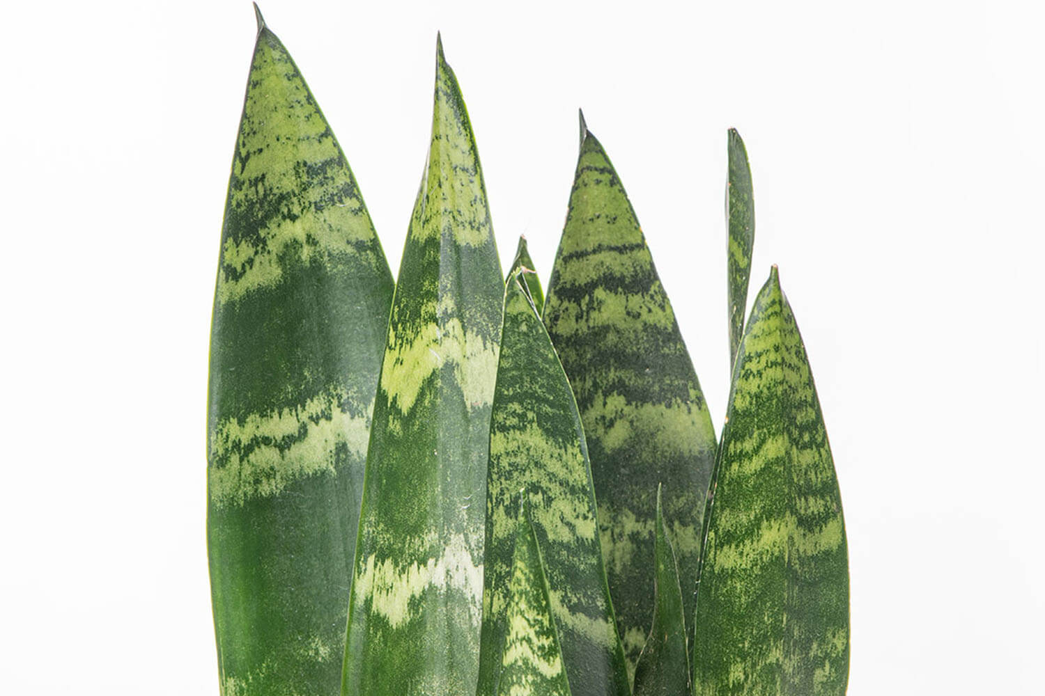 Snake sanseveria Black coral snake plants