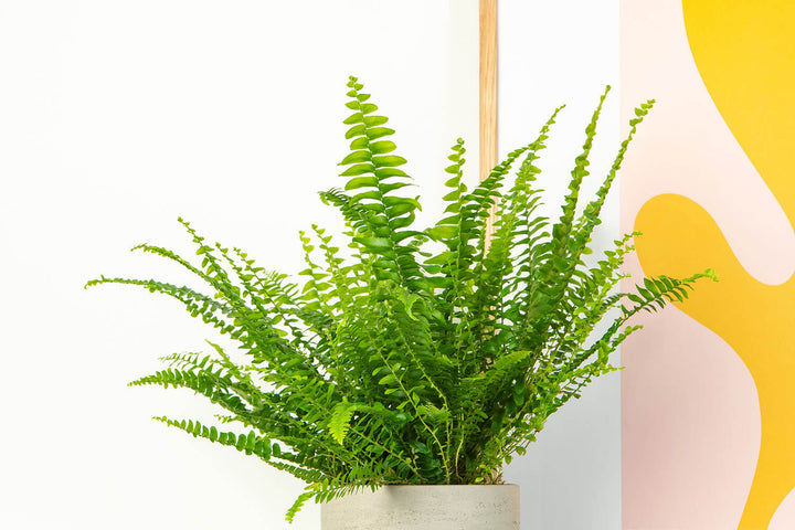 Prickle Plants Boston Fern Indoor Plant