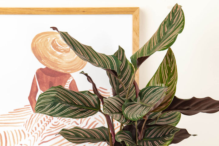 Prickle Plants Pinstripe Calathea Indoor Plant