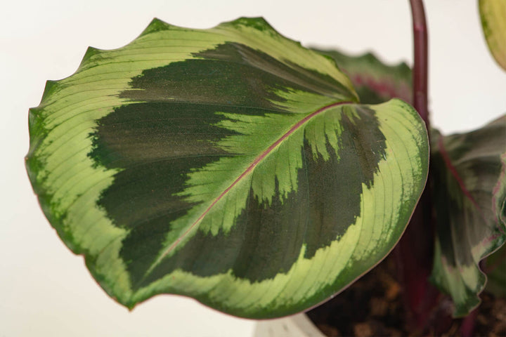 Calathea Veitchiana Indoor Plants