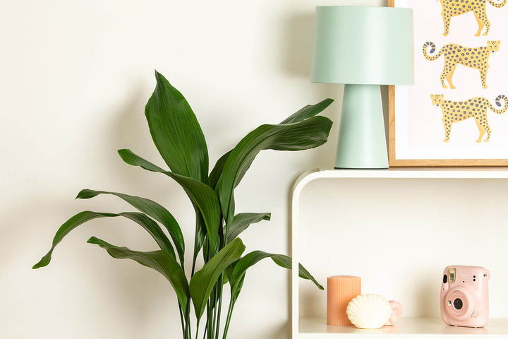 Prickle Plants Cast Iron Indoor Plant