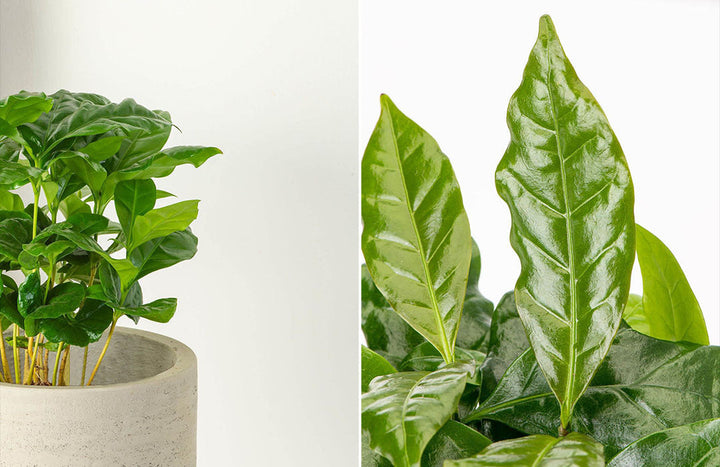 Coffee Plant Care Guide