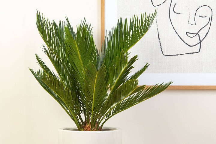 Prickle Plants Cycas Palm House Plants