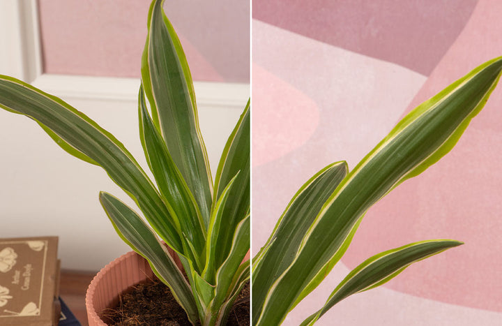 Dracaena Corn Plant Care