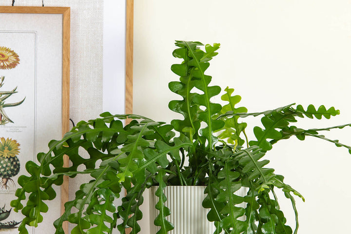Prickle Plants Fishbone Cactus House Plant