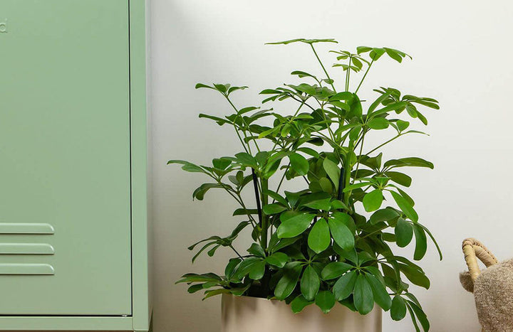 Umbrella Plant Care Guide