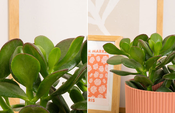 Jade Plant Care