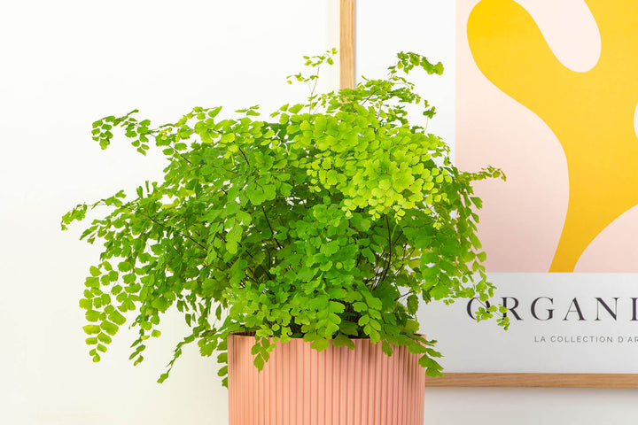 Prickle Plants Maidenhair Fern House Plant