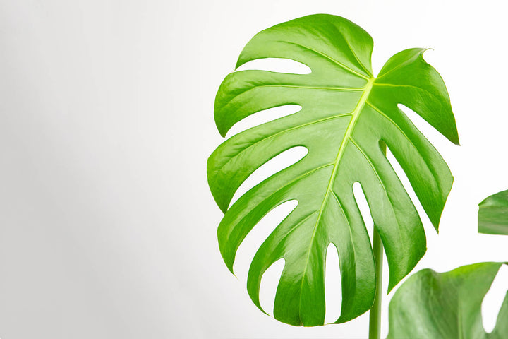 Prickle Plants Swiss Cheese Indoor Plant