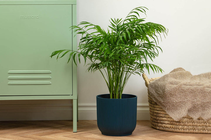 Prickle Plants Parlour Palm House Plant