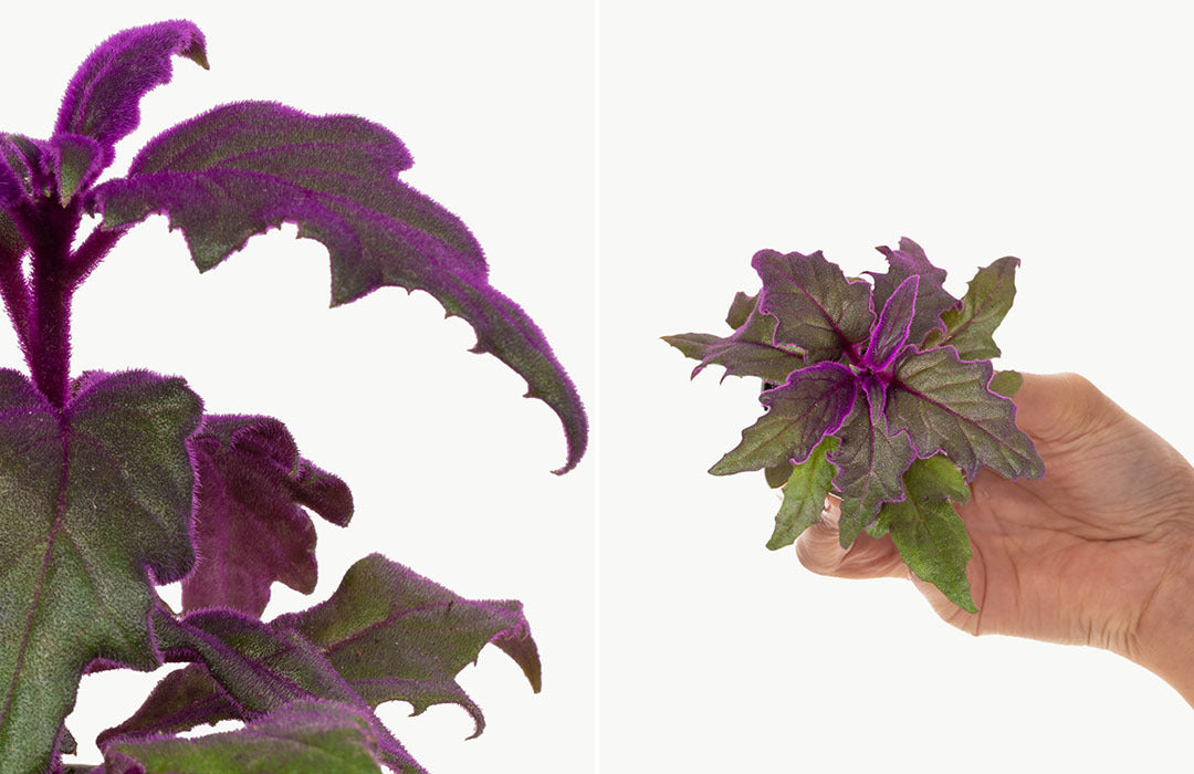 Purple Passion Plant Care | Prickle Plants