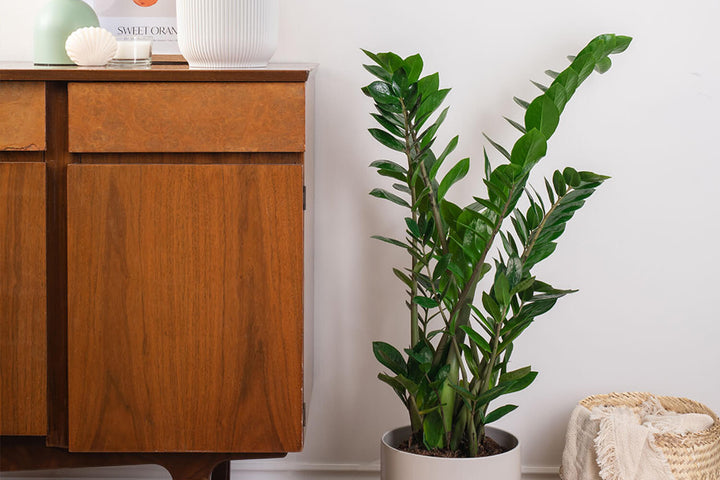 ZZ Plant | Plants for north-facing rooms | Prickle Plants