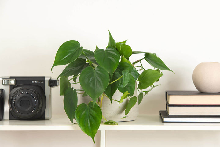 Prickle Plants Sweet Heart Indoor Plant