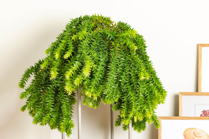 Prickle Plants Tassel Fern Indoor Plant