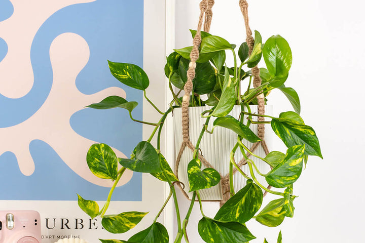 Devils Ivy | Prickle Plants