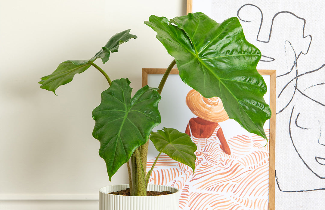 The best plants for small business spaces