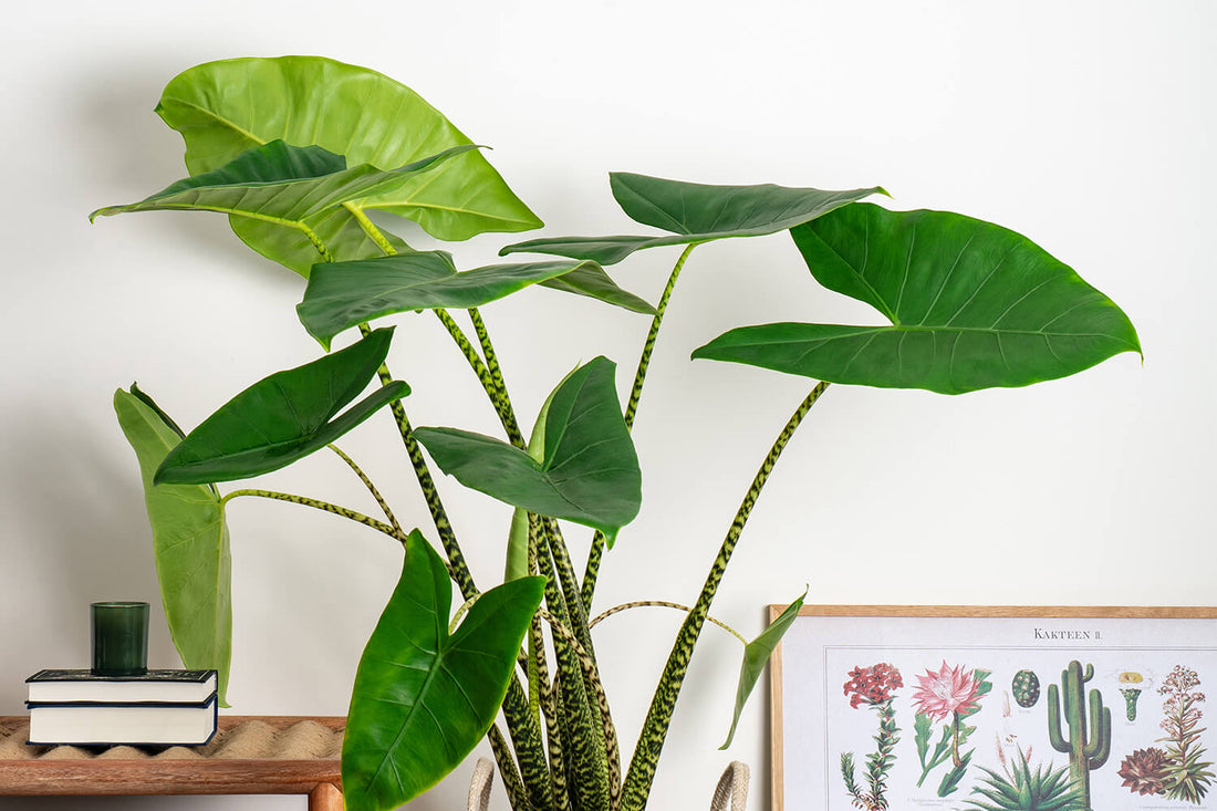 5 rare house plants you need | Prickle Plants UK