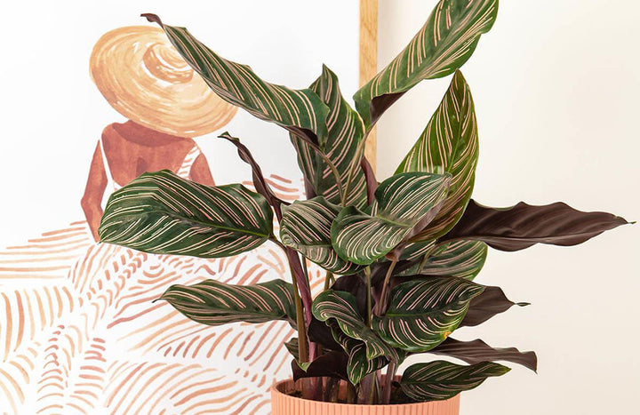Ornata Prayer Plant Care Guide