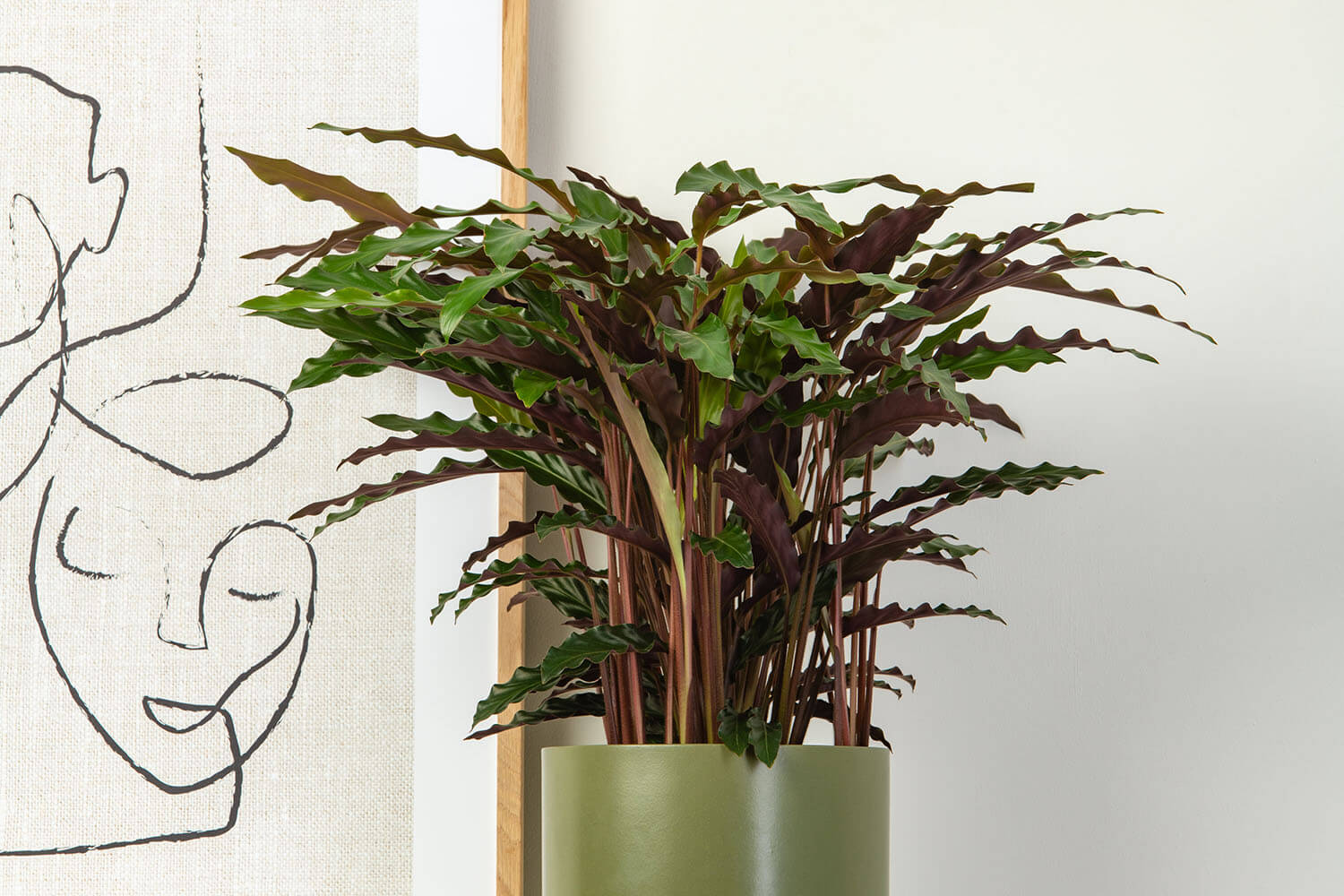 dracaena anita variegata Dracaena 'Anita' Variegated 12