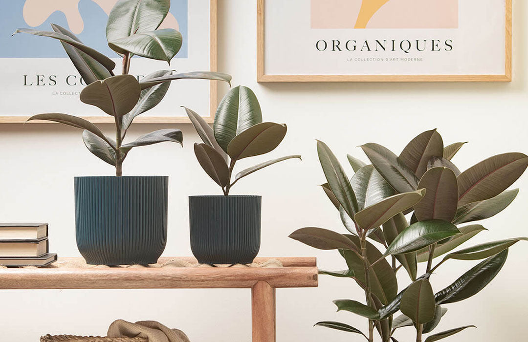 Rubber Plant Care Guide | Prickle Plants