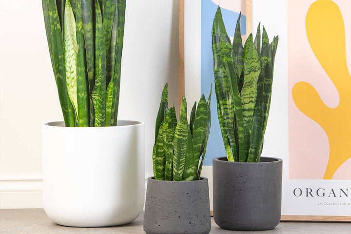 Snake Plant | Prickle Plants