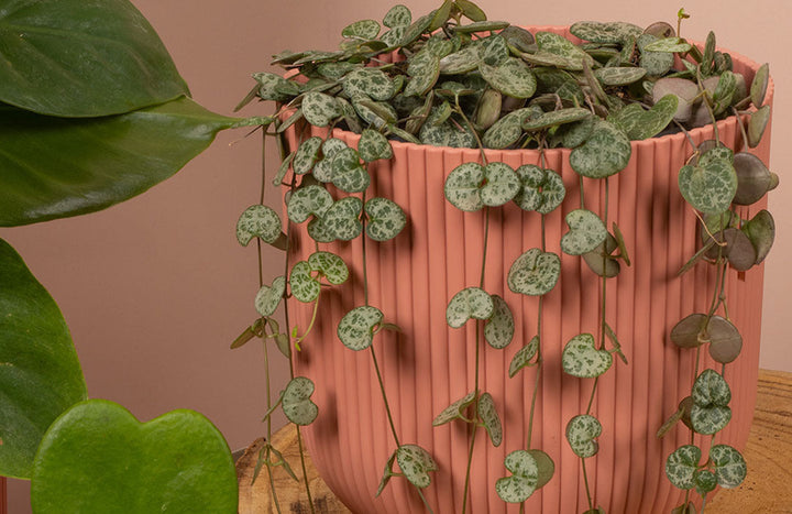 String of Hearts Care Guide