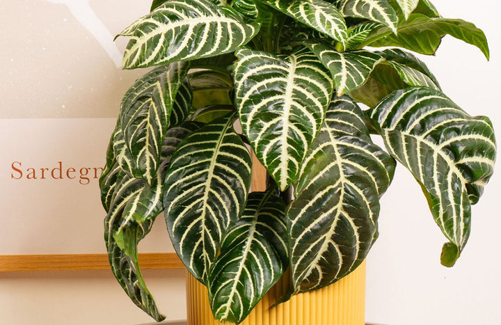 Zebra Plant Care