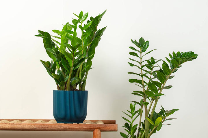 ZZ Plant | Prickle Plants