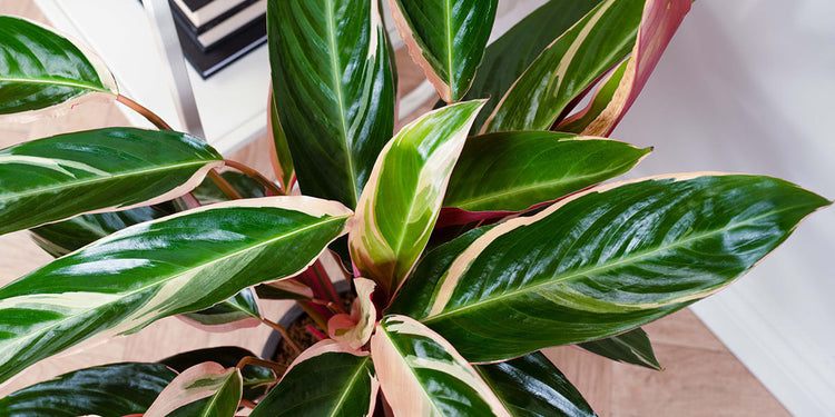 Patterned House Plants