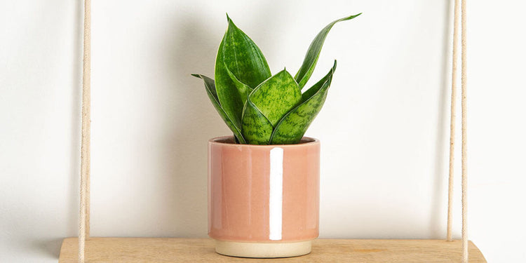 Air Purifying Lil' Pricks