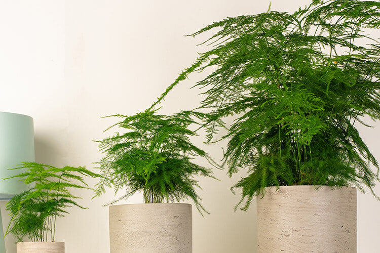 Ferns