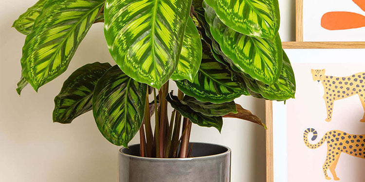 Pet Friendly House Plants | Indoor Plants | Prickle Plants UK