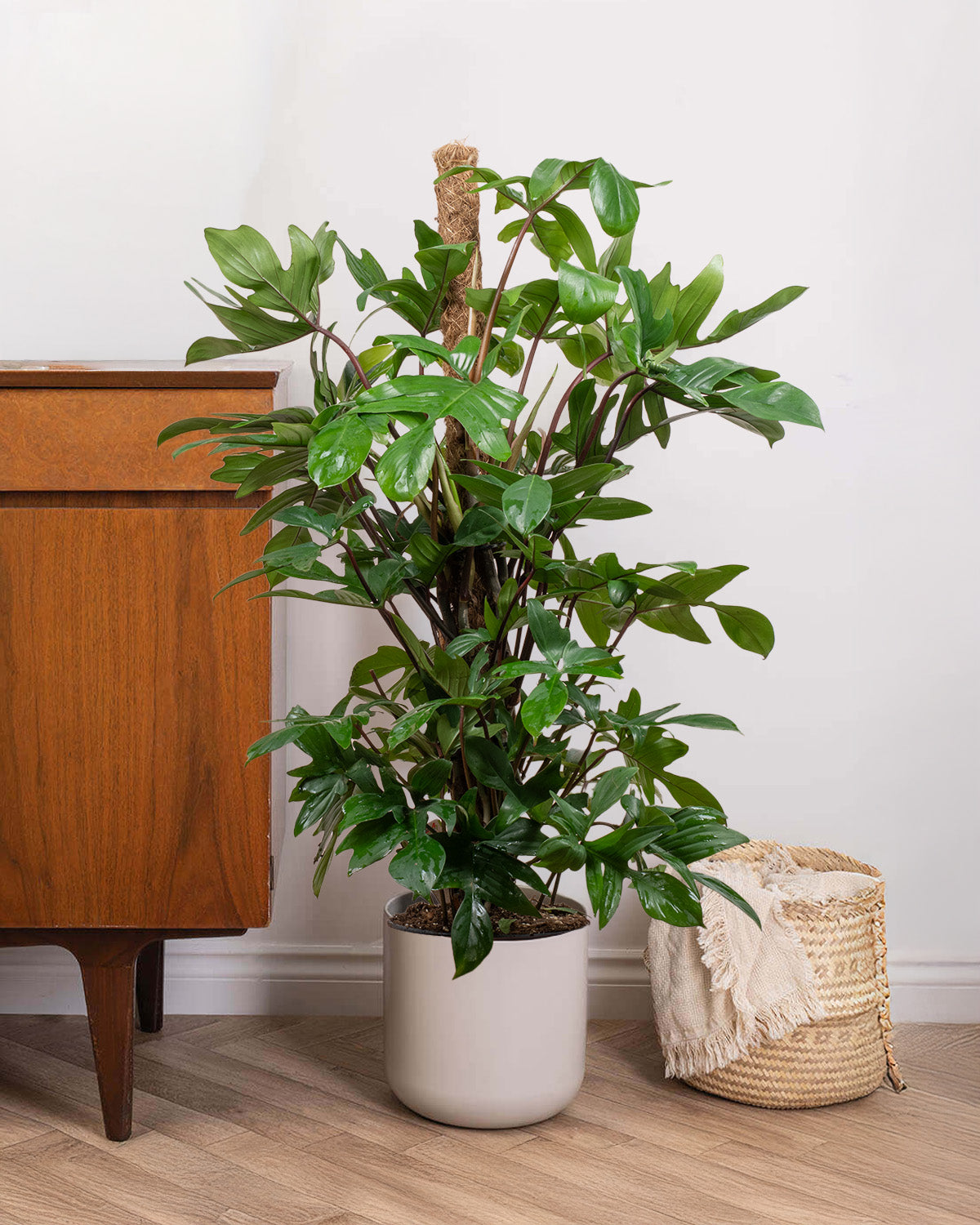 Oak Leaf Philodendron | Indoor Plants | Prickle Plants
