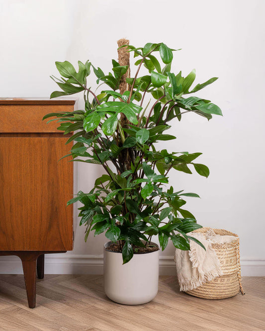 Oak Leaf Philodendron