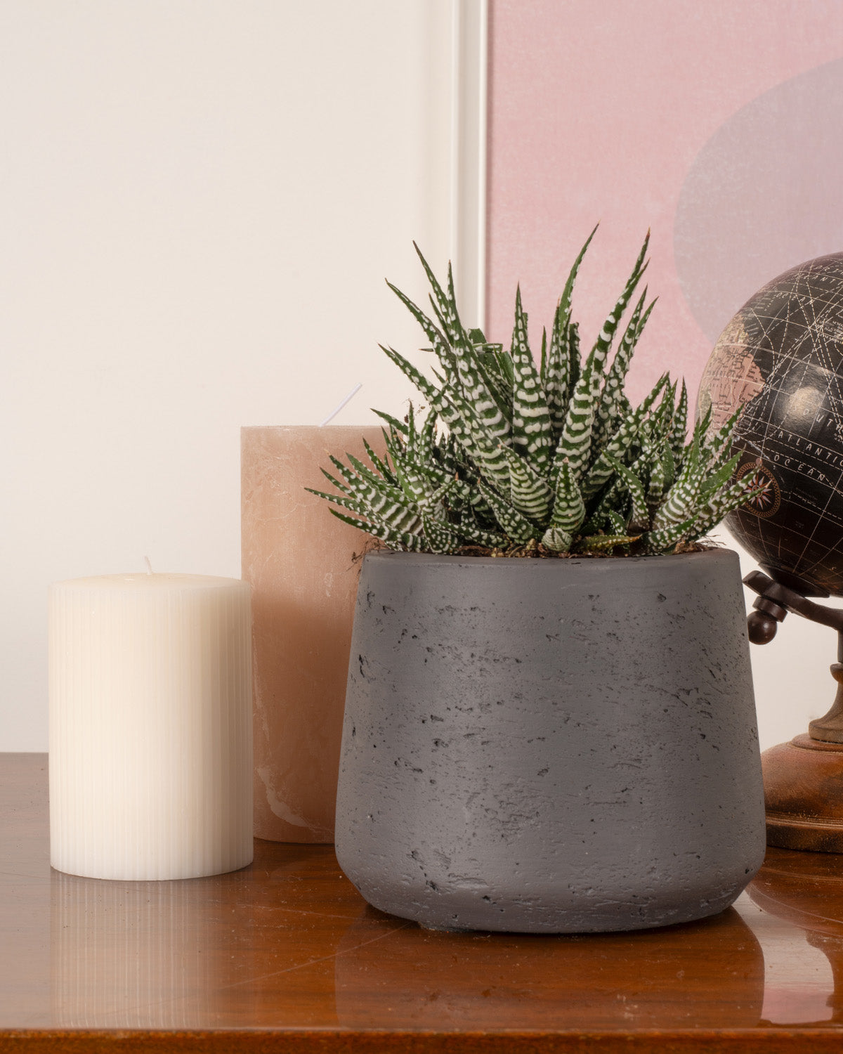 Big Band Plant | Haworthia Big Band