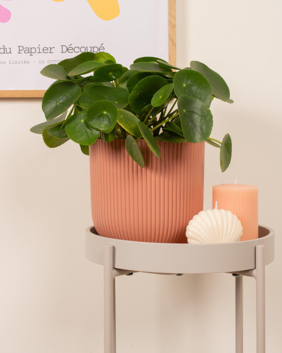 Chinese Money Plant | Pilea Peperomioides