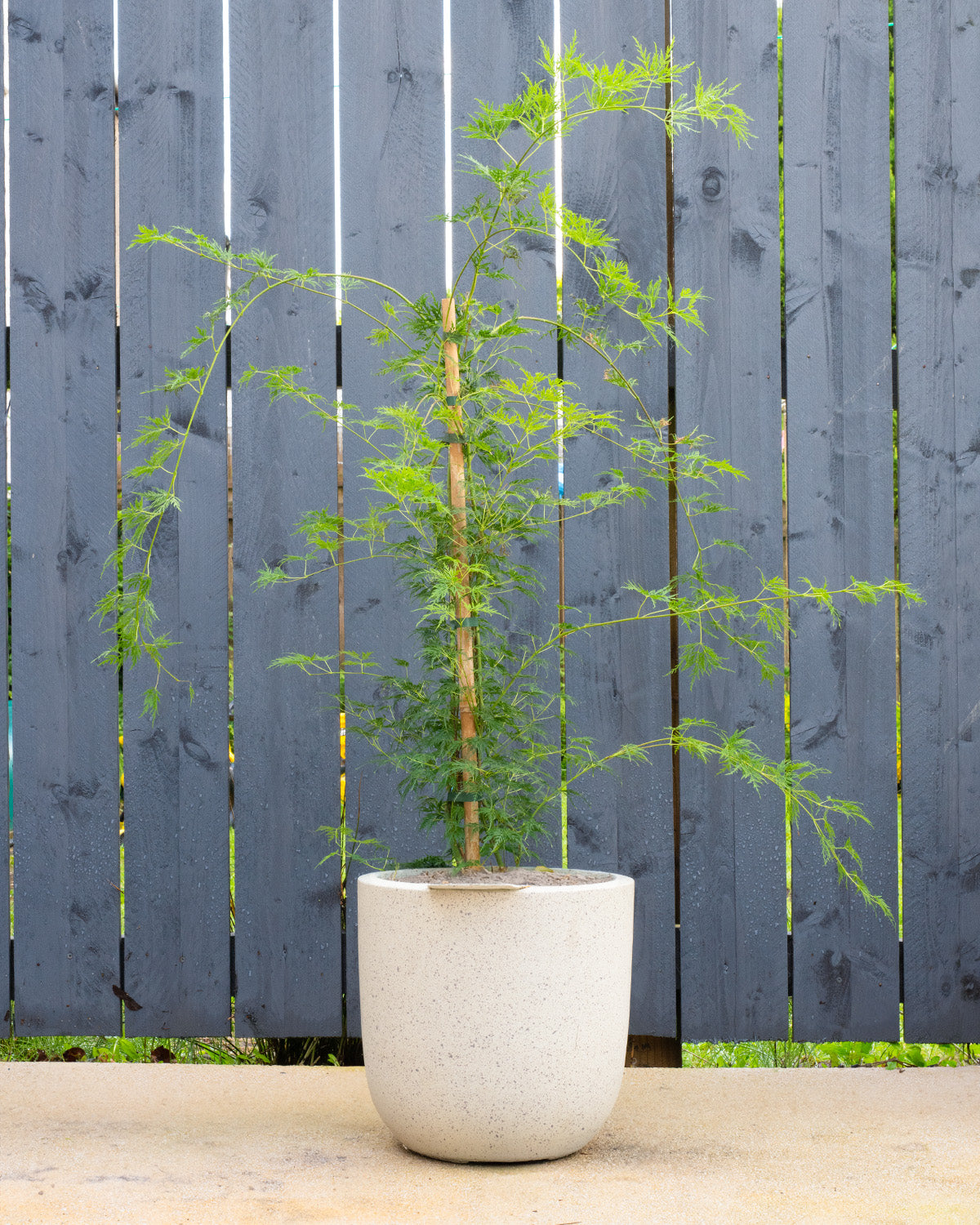 Emerald Japanese Maple - Acer Emerald Lace | Prickle Plants