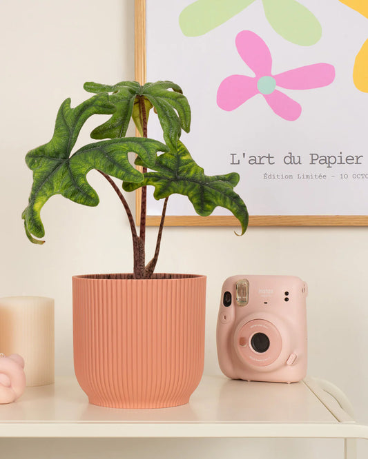 Jacklyn Elephant Ear