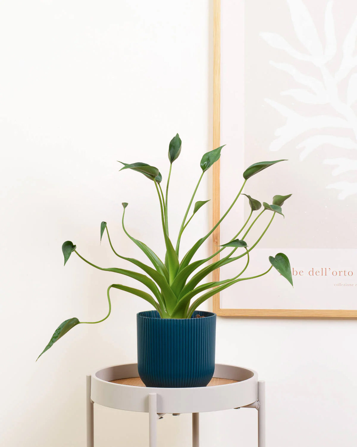 Tiny Elephant Ear | Indoor Plants