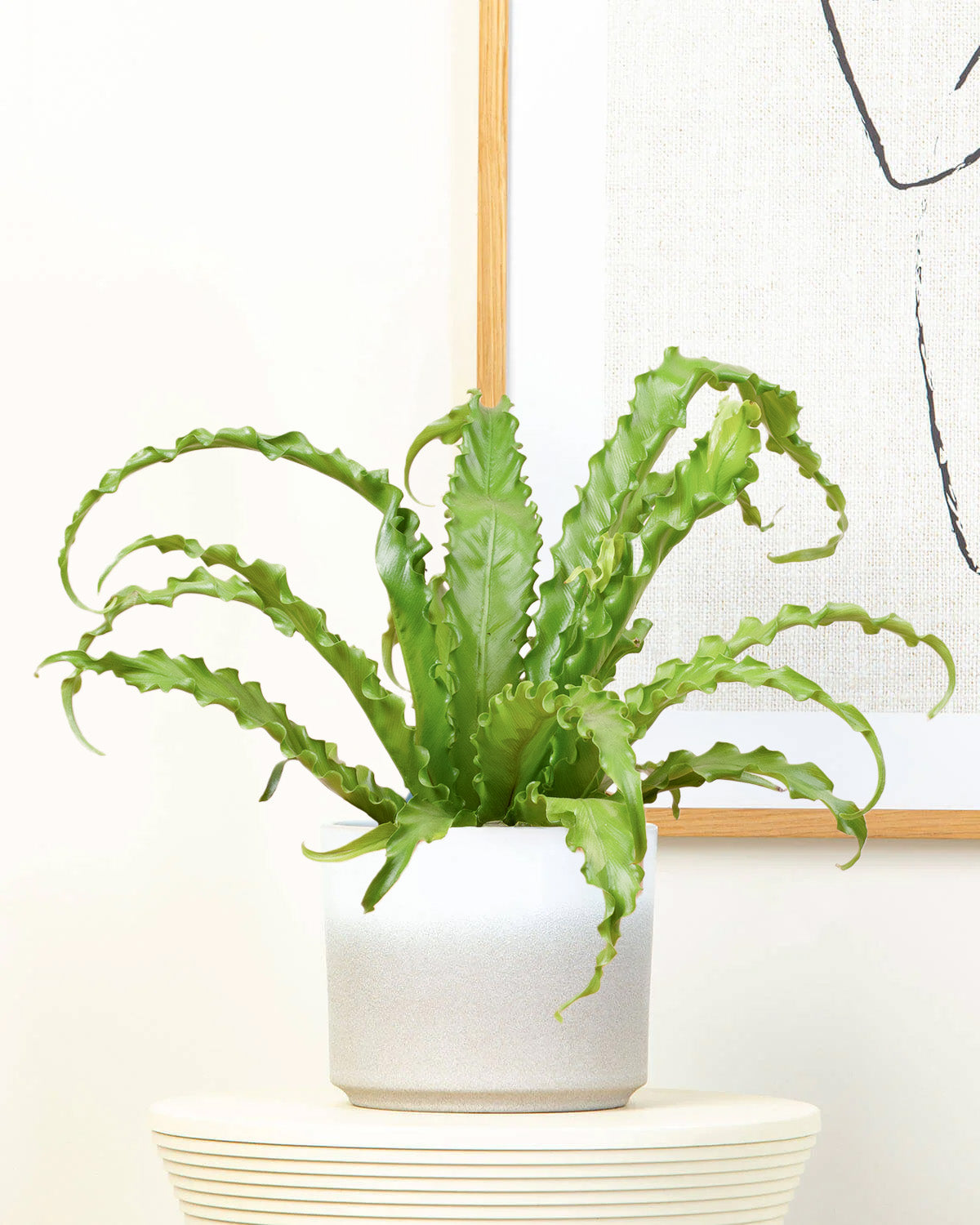asplenium indoor plant Bird Nest Fern | Indoor Plants
