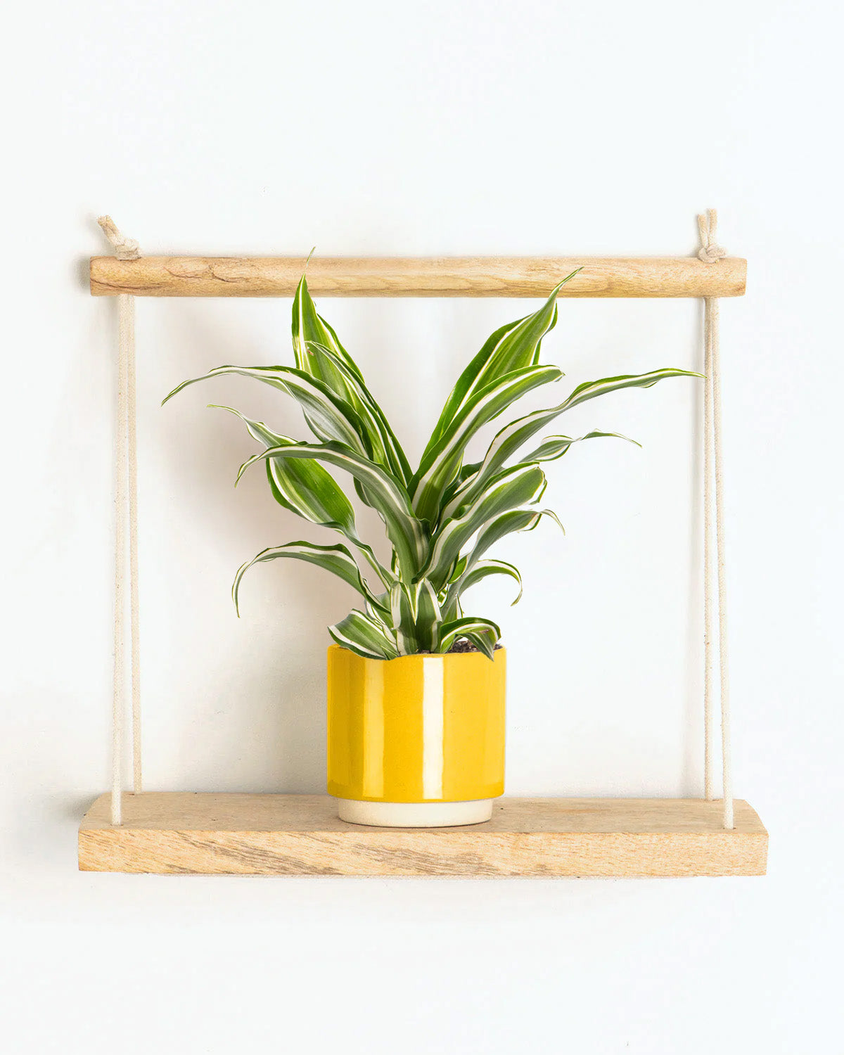 Lil' Dragon Tree | Dracaena marginata Kanzi