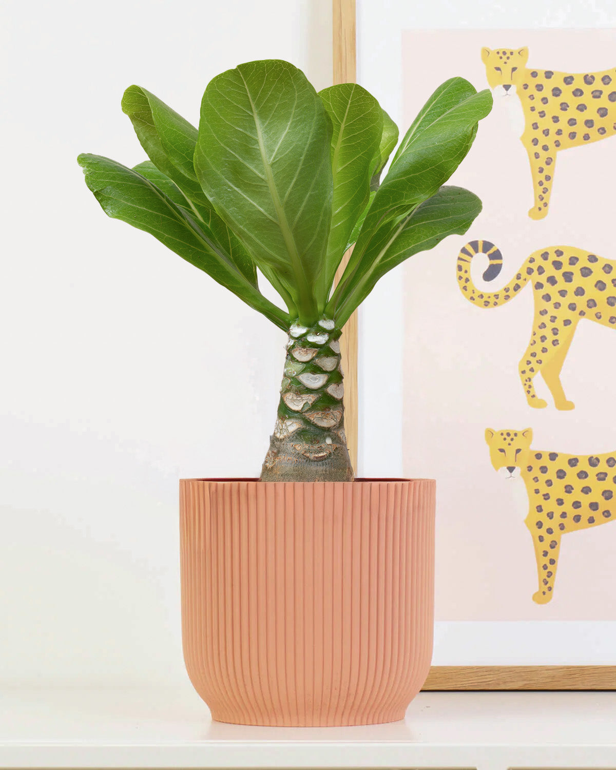 hawaiian palm indoor plant Hawaiian Palm | Indoor Plants
