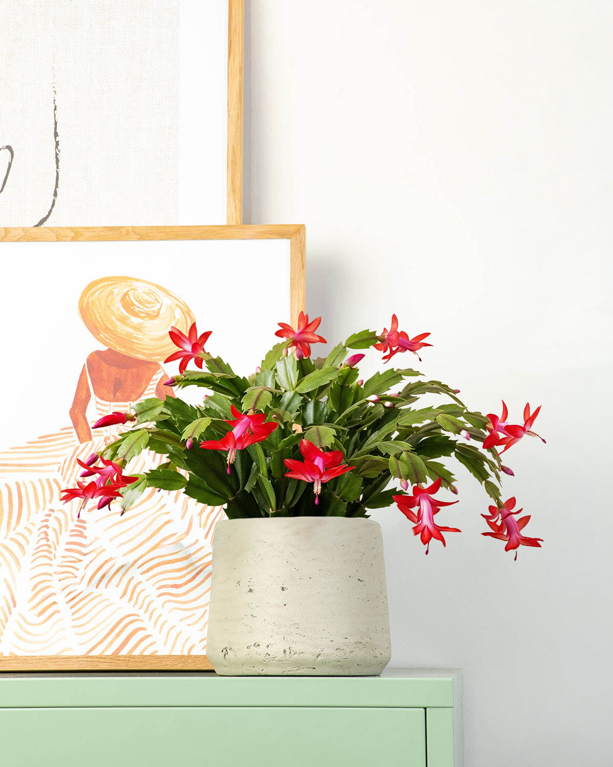 Red Christmas Cactus