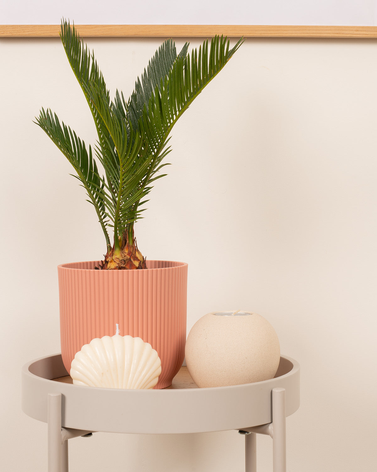 Sago Palm