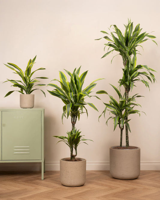 Lemon & Lime Dragon Tree