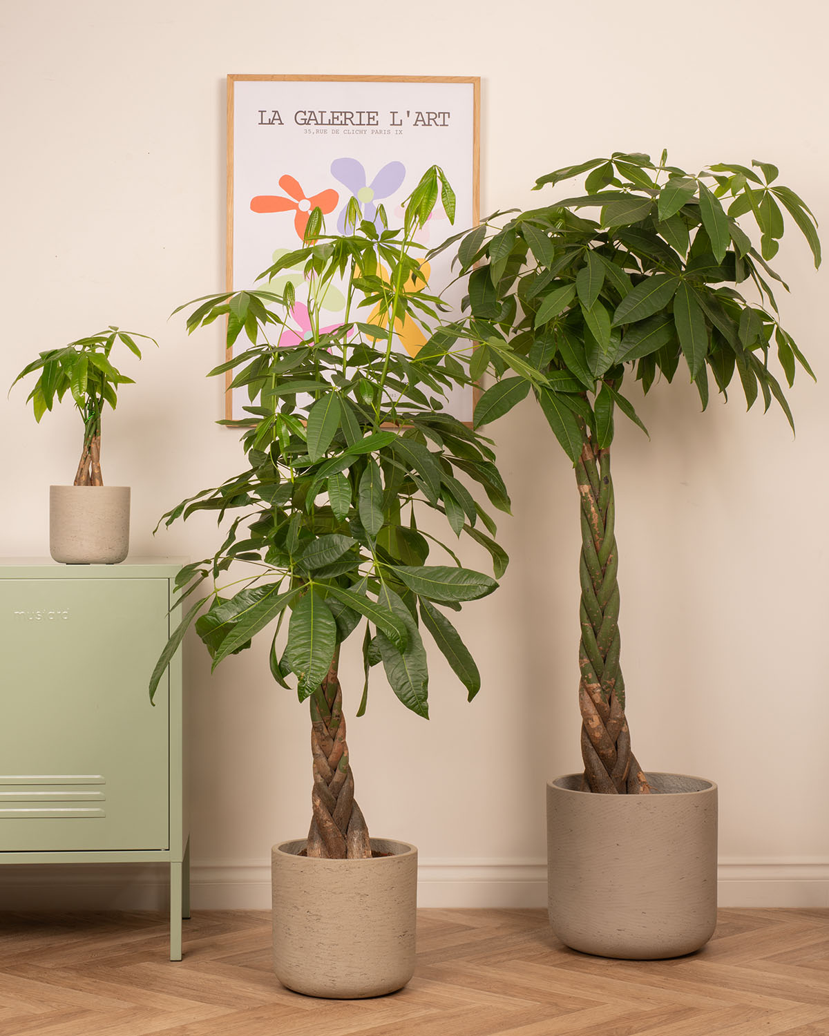 pachira aquatica money plant Money Tree | Pachira Aquatica