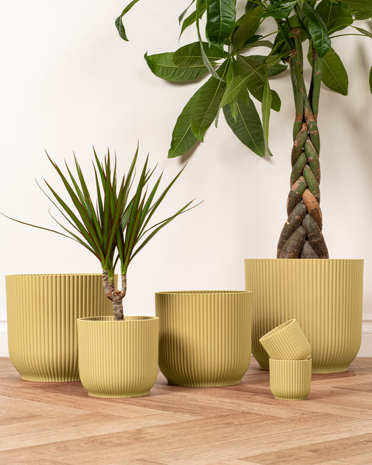 Yellow Ash Recycled Plant Pot