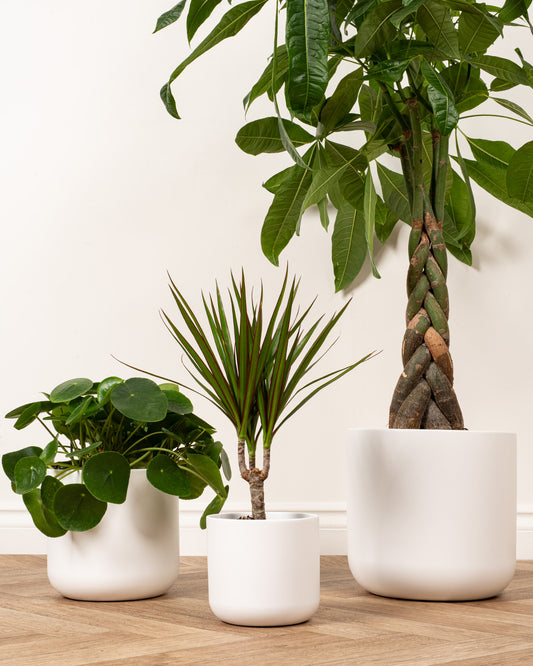 White Dale Ceramic Pot