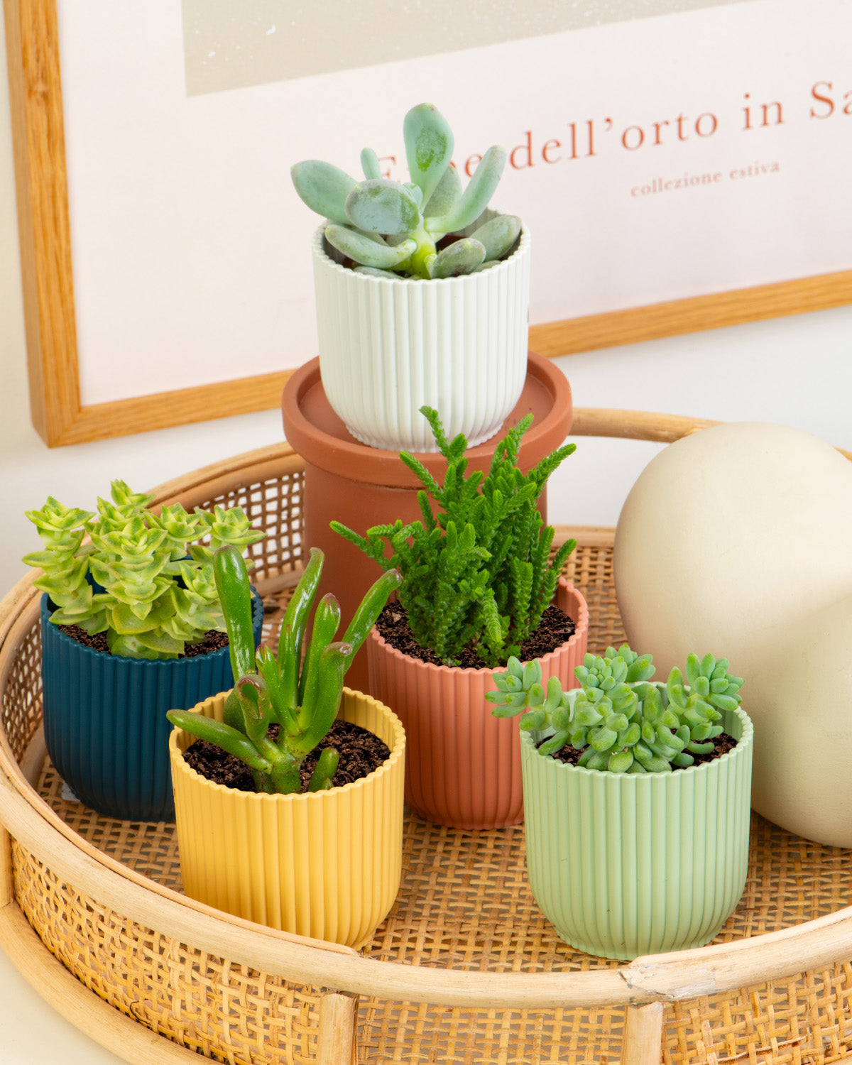 succulent plant set Succulent Mix | Set of Unique Succulents